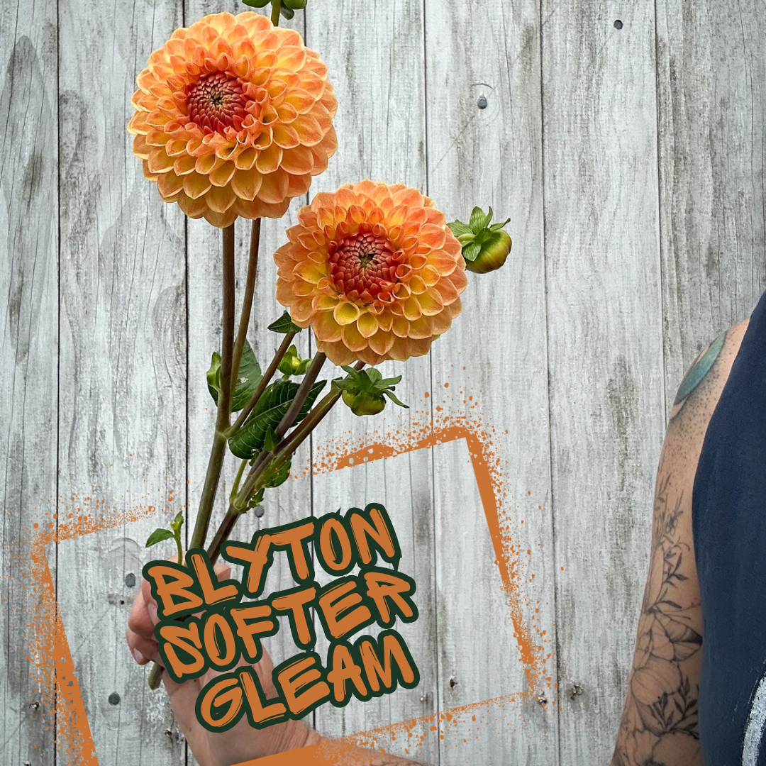 Blyton Softer Gleam Dahlia Tuber