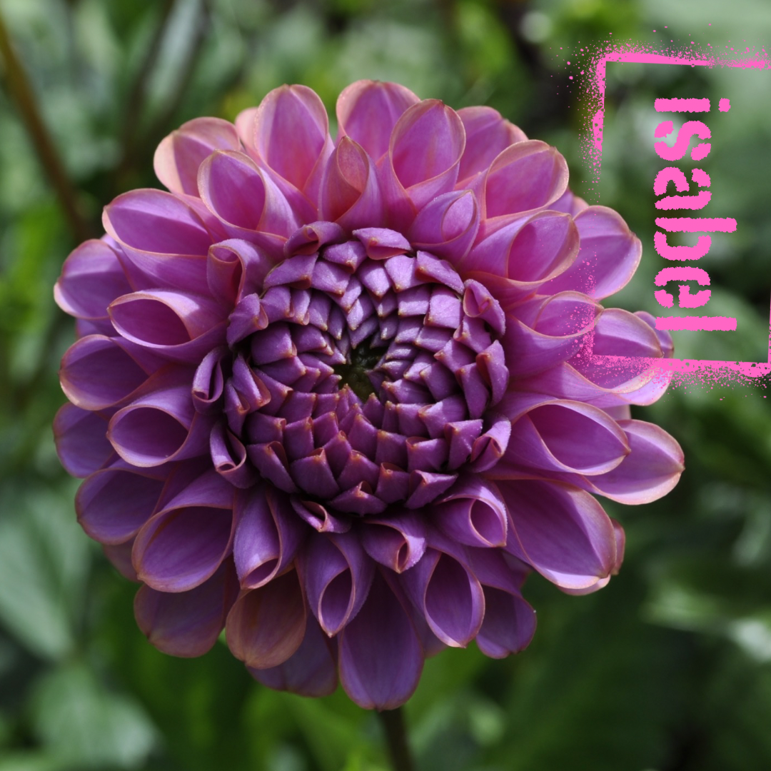 isabel dahlia tuber - the wildstyler nz