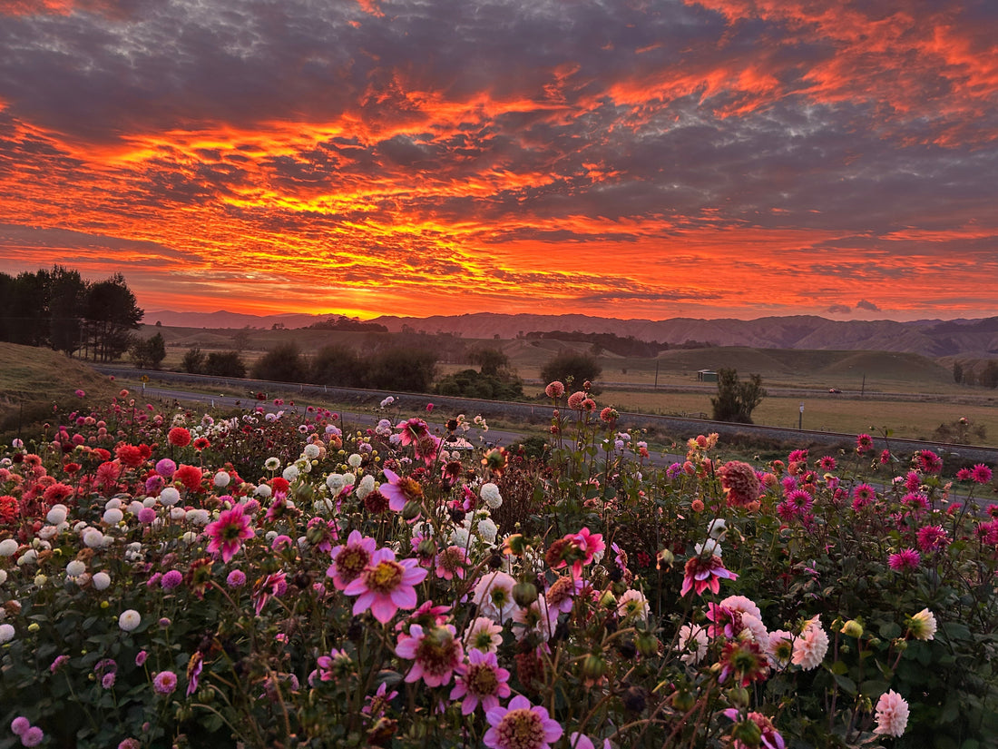 Witch, Please! My Top 5 Witchy Dahlias for Your Dark Garden Dreams
