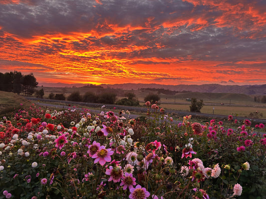 Witch, Please! My Top 5 Witchy Dahlias for Your Dark Garden Dreams