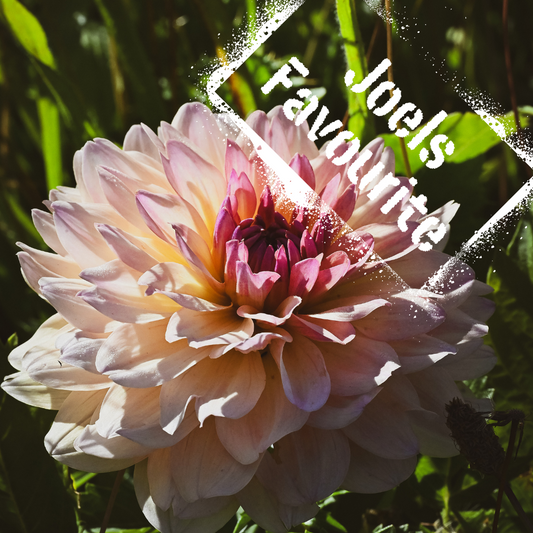 Dahlia tubers for sale NZ