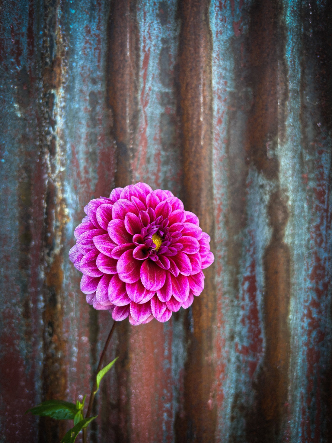 When to Plant Dahlia Tubers in NZ