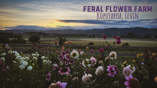Feral Flower Farm Featured by Horowhenua NZ - Growing Wild, Seasonal Flowers in Aotearoa