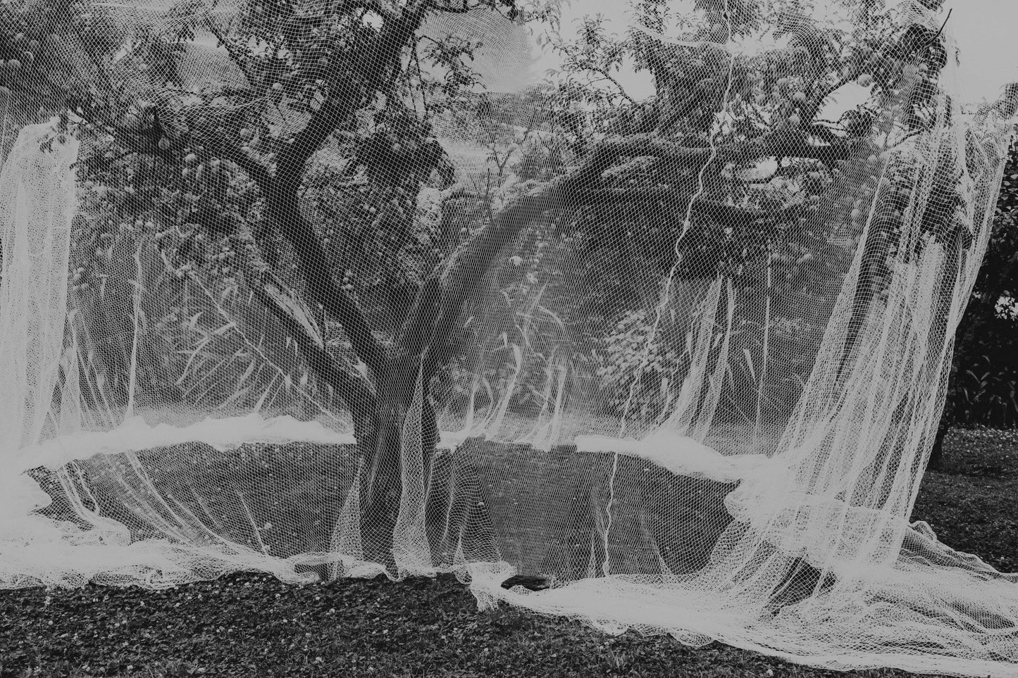 Wedding Photography Packages