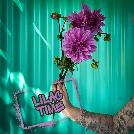 Lilac Time Dahlia Tuber