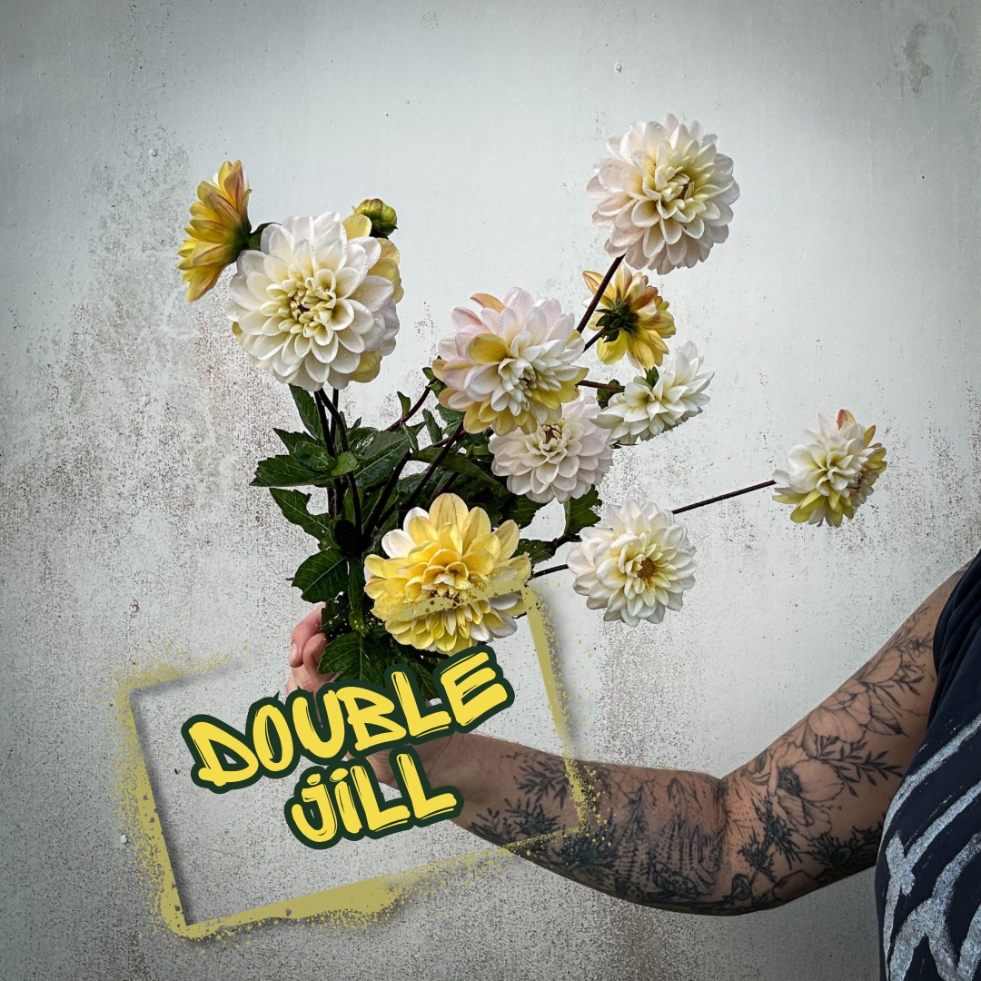 Double Jill Dahlia Tuber
