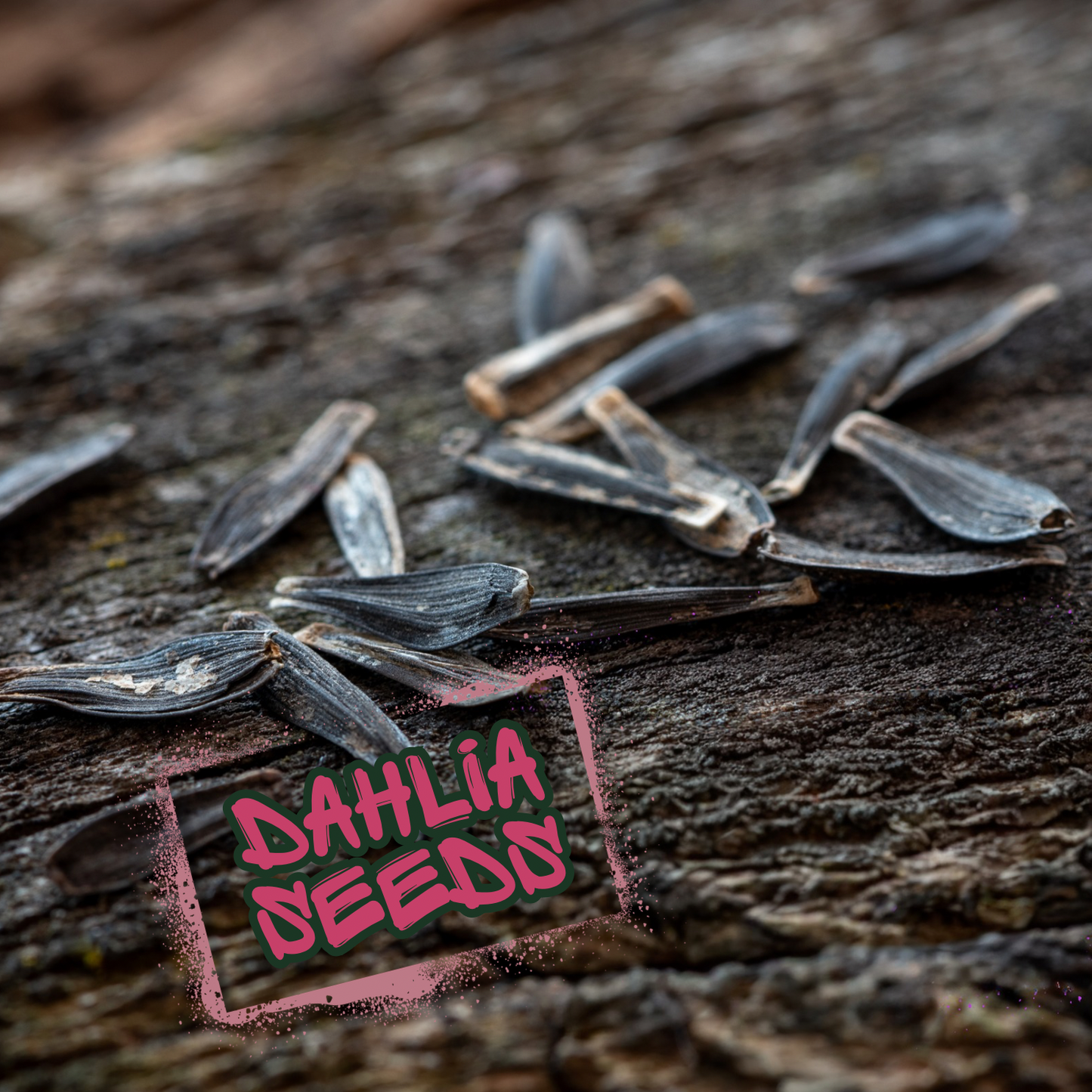 Feral Dahlia Seeds