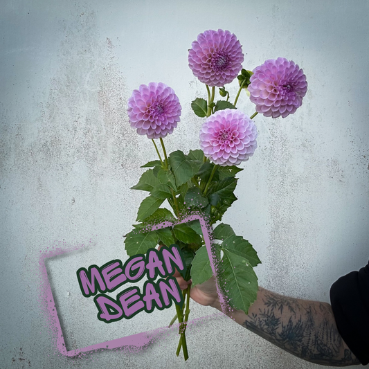 Megan Dean Dahlia Tuber